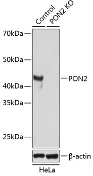 [KO Validated] PON2 Rabbit pAb