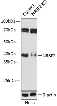 [KO Validated] NRBF2 Rabbit pAb