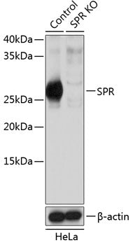 [KO Validated] SPR Rabbit pAb
