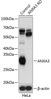 [KO Validated] ANXA3 Rabbit pAb