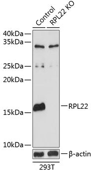 [KO Validated] RPL22 Rabbit pAb
