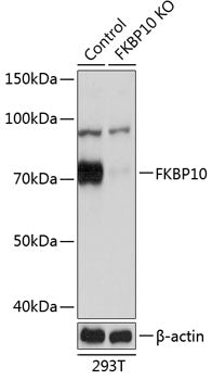 [KO Validated] FKBP10 Rabbit pAb