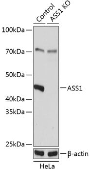 [KO Validated] ASS1 Rabbit pAb