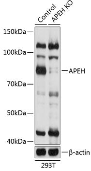 [KO Validated] APEH Rabbit pAb
