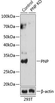 [KO Validated] PNP Rabbit pAb