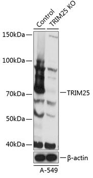 [KO Validated] TRIM25 Rabbit pAb
