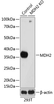 [KO Validated] MDH2 Rabbit pAb