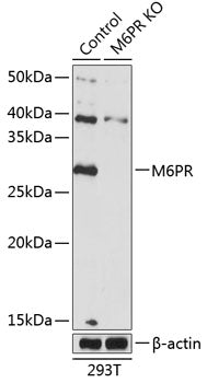 [KO Validated] M6PR Rabbit pAb