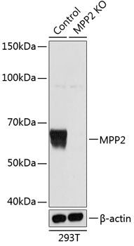 [KO Validated] MPP2 Rabbit pAb