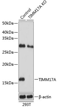 [KO Validated] TIMM17A Rabbit pAb