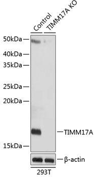 [KO Validated] TIMM17A Rabbit pAb