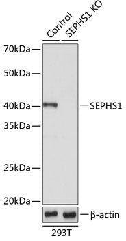 [KO Validated] SEPHS1 Rabbit pAb