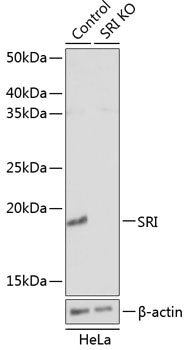 [KO Validated] SRI Rabbit pAb
