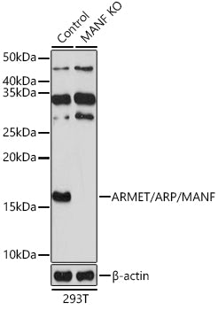 [KO Validated] ARMET/ARP/MANF Rabbit pAb