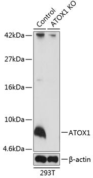 [KO Validated] ATOX1 Rabbit pAb