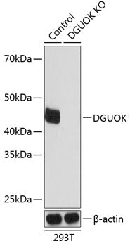 [KO Validated] DGUOK Rabbit pAb