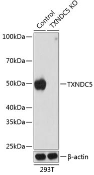 [KO Validated] TXNDC5 Rabbit pAb