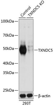 [KO Validated] TXNDC5 Rabbit pAb