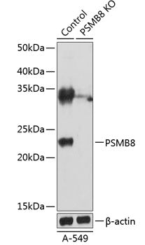 [KO Validated] PSMB8 Rabbit pAb