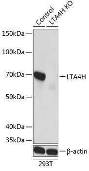 [KO Validated] LTA4H Rabbit pAb