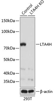 [KO Validated] LTA4H Rabbit pAb