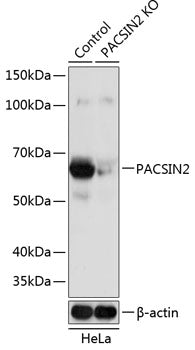 [KO Validated] PACSIN2 Rabbit pAb