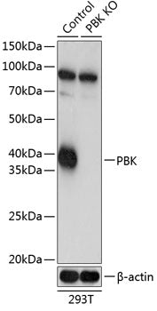 [KO Validated] SPK Rabbit pAb