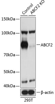 [KO Validated] ABCF2 Rabbit pAb