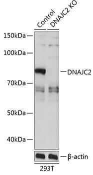 [KO Validated] DNAJC2 Rabbit pAb
