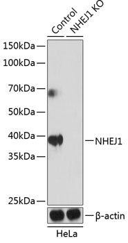 [KO Validated] NHEJ1 Rabbit pAb