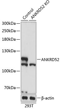 [KO Validated] ANKRD52 Rabbit pAb