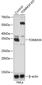 [KO Validated] TOMM34 Rabbit pAb