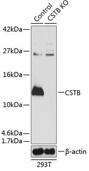 [KO Validated] CSTB Rabbit pAb