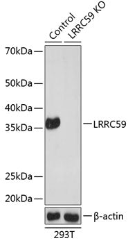 [KO Validated] LRRC59 Rabbit pAb