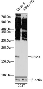[KO Validated] RBM3 Rabbit pAb