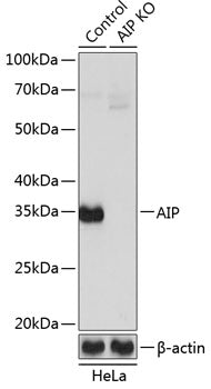[KO Validated] AIP Rabbit pAb