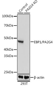 [KO Validated] EBP1/PA2G4 Rabbit pAb