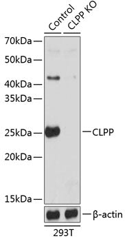 [KO Validated] CLPP Rabbit pAb