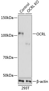 [KO Validated] OCRL Rabbit pAb