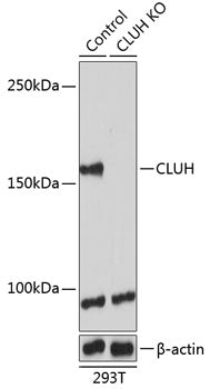 [KO Validated] CLUH Rabbit pAb
