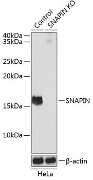 [KO Validated] SNAPIN Rabbit pAb