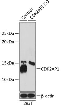 [KO Validated] CDK2AP1 Rabbit pAb
