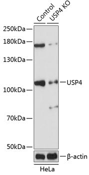 [KO Validated] USP4 Rabbit pAb