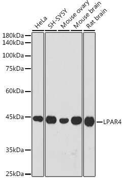 LPAR4 Rabbit pAb