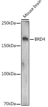 Acetyl-BRD4-K332 Rabbit pAb