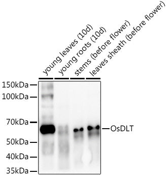 OsDLT Rabbit pAb