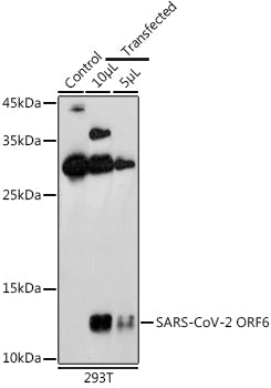 SARS-CoV-2 ORF6 Rabbit pAb