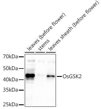OsGSK2 Rabbit pAb