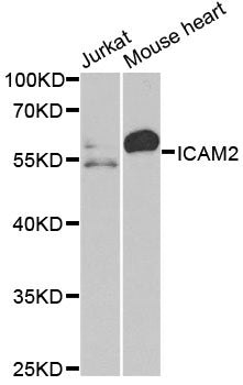 ICAM2 Rabbit pAb