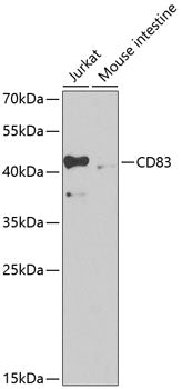 CD83 Rabbit pAb